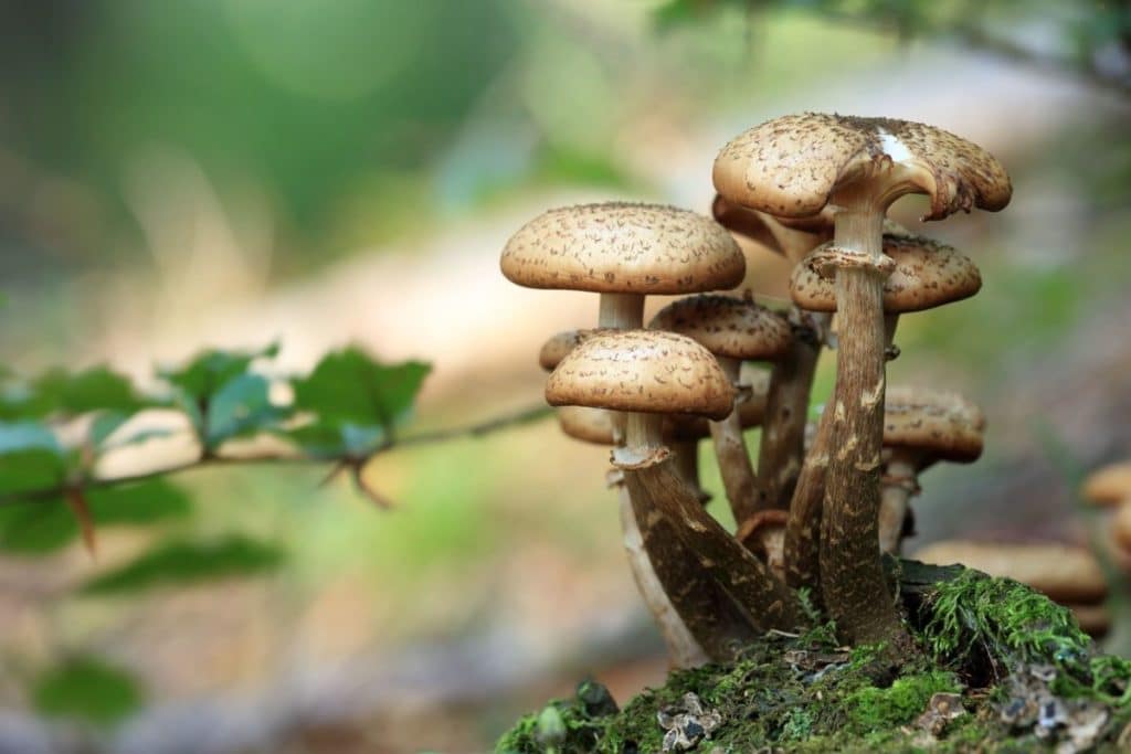 What is Psilocybin (Magic Mushrooms)?