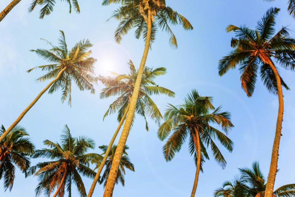 California palm trees and a blue sky.